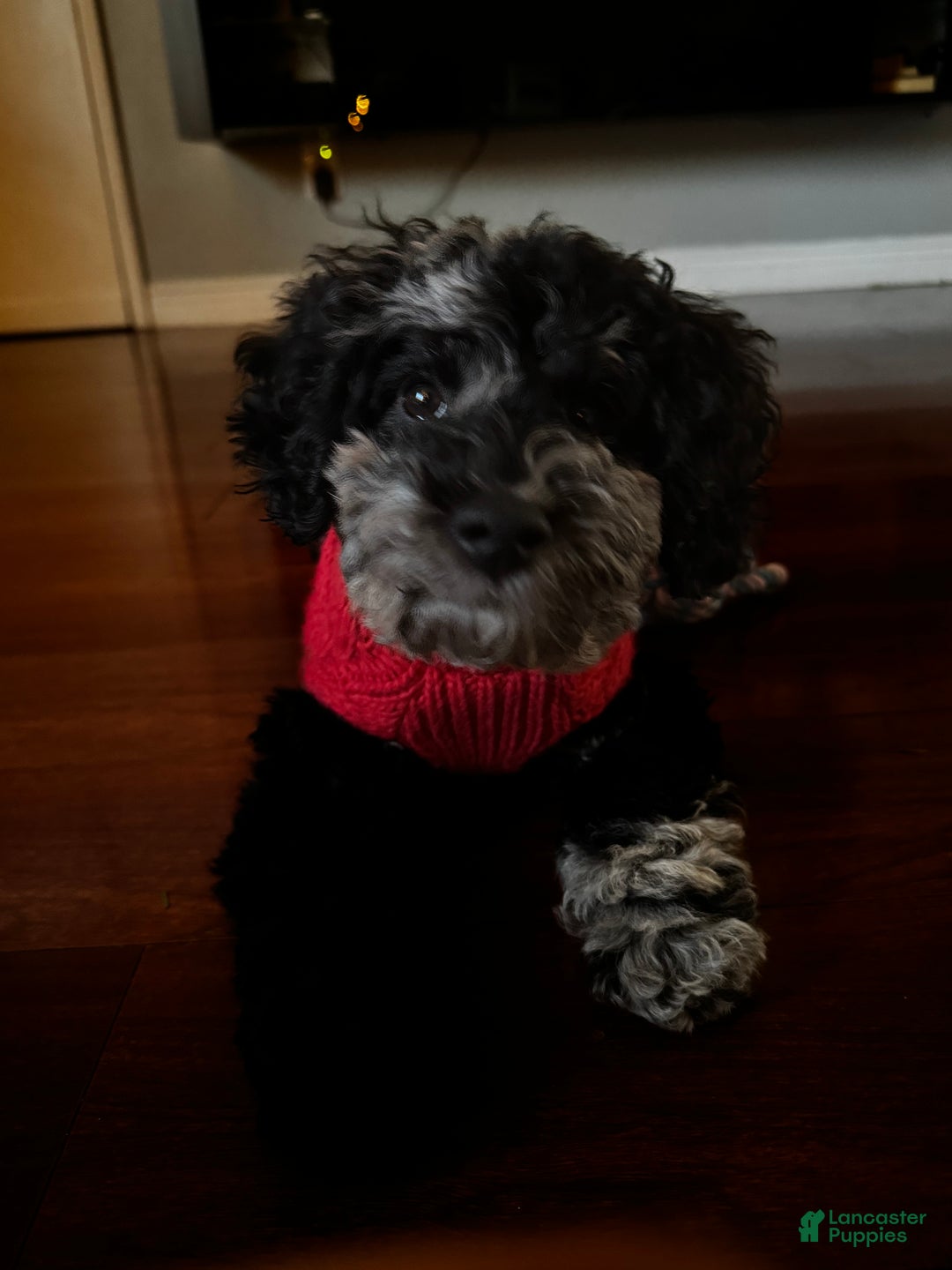 Miniature Poodle dogs for sale: Blu - Ad 2