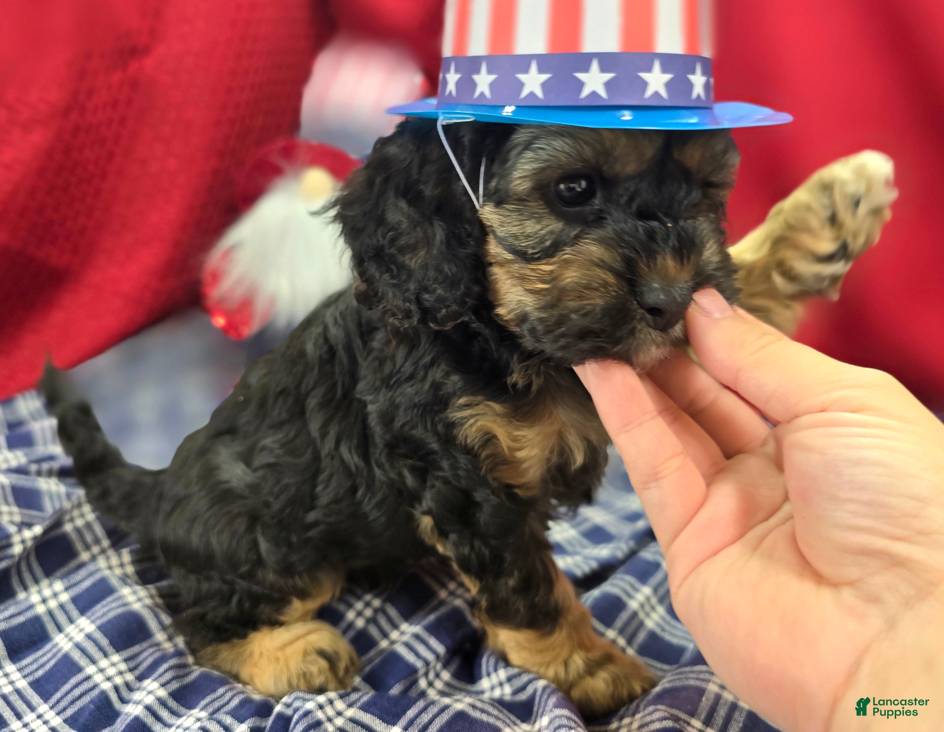 Cockapoo dogs Batty - Ad 7
