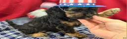 Cockapoo dogs for sale: Batty - Ad 8