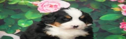 Bernese Mountain Dog dogs for sale: Bernese Mountain Dog Puppy 2 - Ad 2