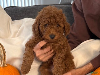Mini Goldendoodle dogs - Ad 18
