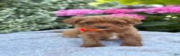 Toy Poodle dogs for sale: Patrick - Ad 3