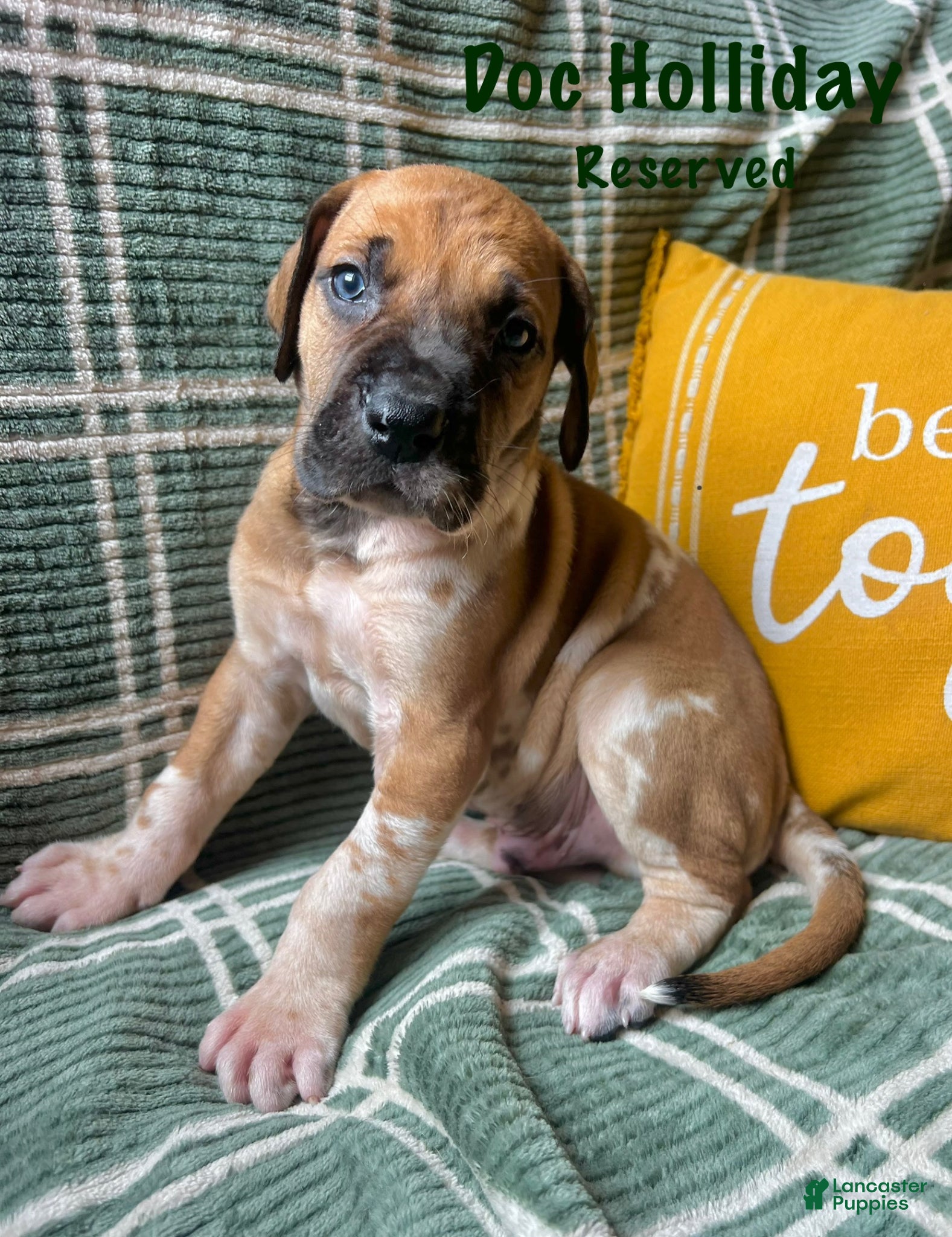 Great Dane dogs Doc Holliday - Ad 24