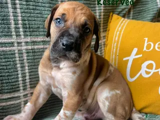 Great Dane dogs Doc Holliday - Ad 39