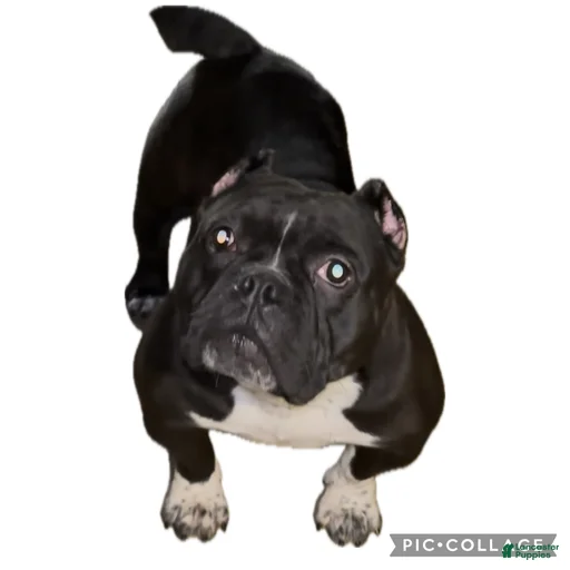 Gallery Image {{count}}