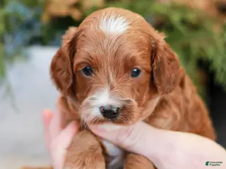 Cavapoo dogs Milo - Ad 42