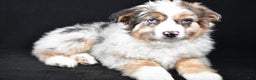 Australian Shepherd dogs for sale: Birley - Ad 3