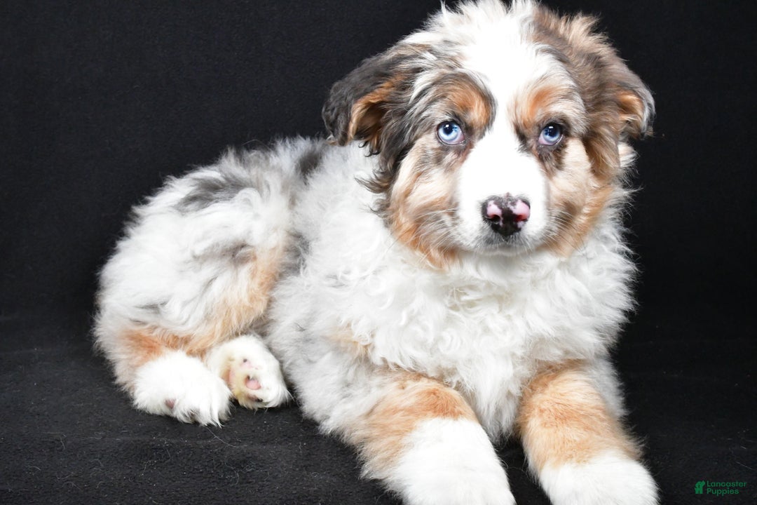 Australian Shepherd dogs for sale: Birley - Ad 3