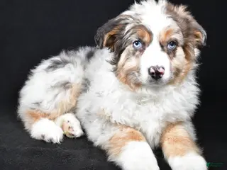 Australian Shepherd dogs Birley - Ad 38