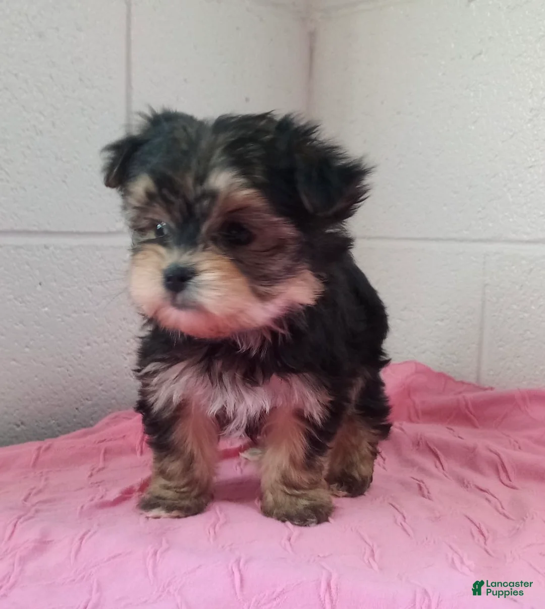 Morkie dogs for sale: Ginger - Ad 2