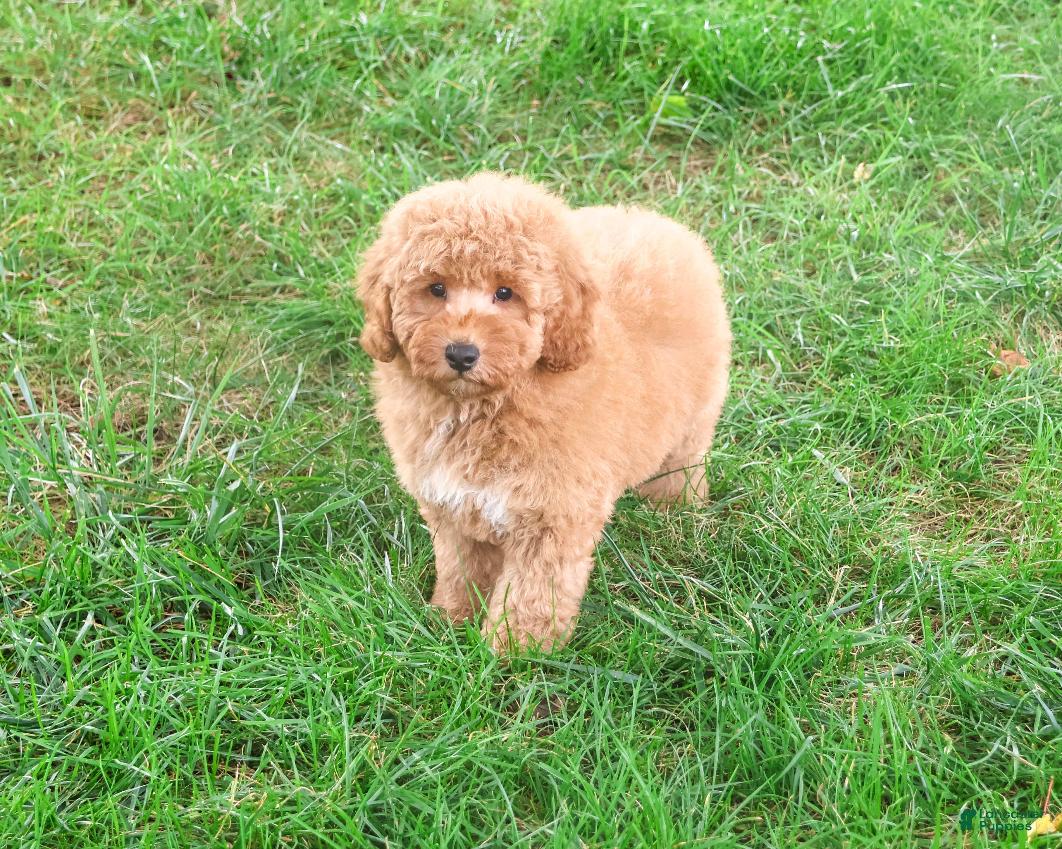 Mini Goldendoodle dogs for sale: Benny - Ad 1