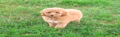 Benny