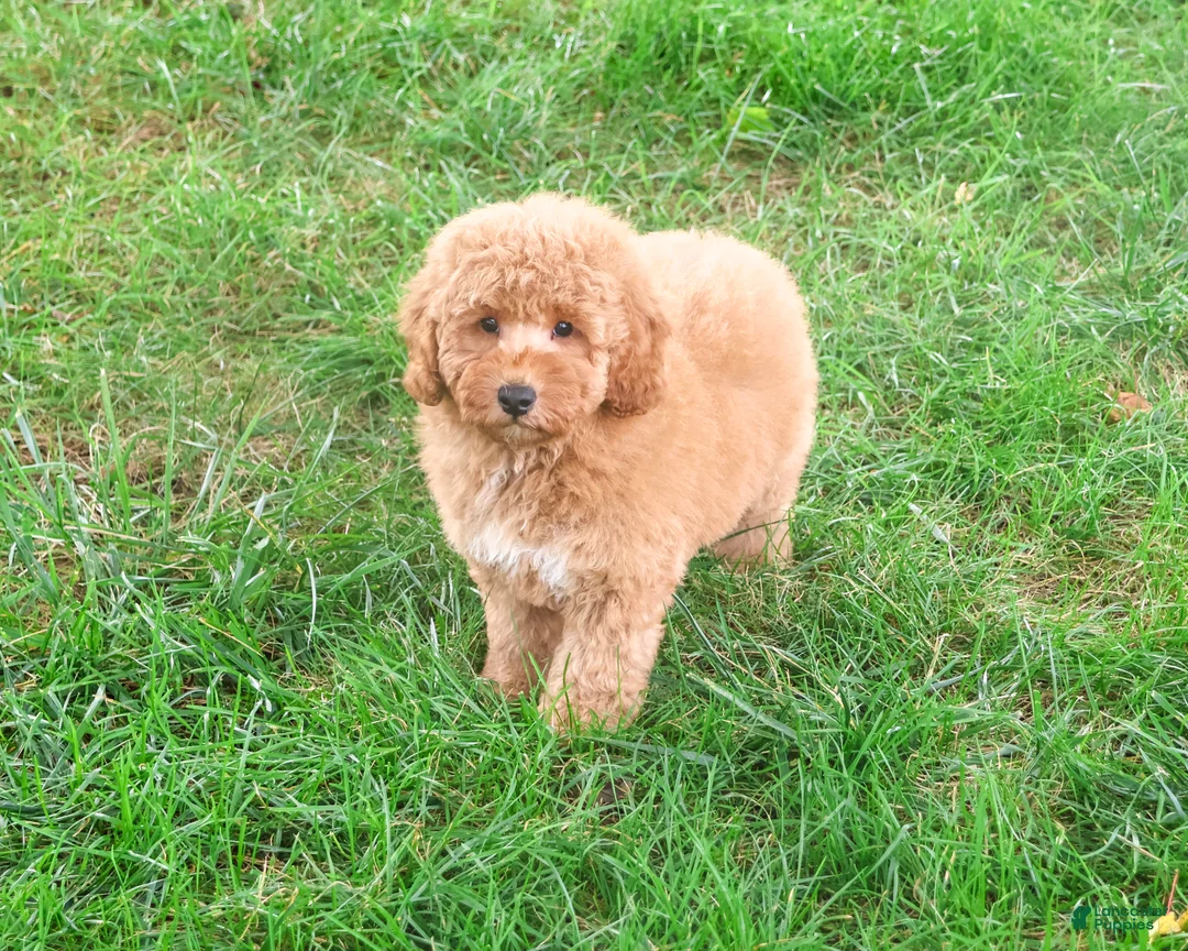Mini Goldendoodle dogs for sale: Benny - Ad 1