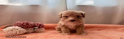 Miniature Poodle dogs for sale: Twinkle - Ad 3