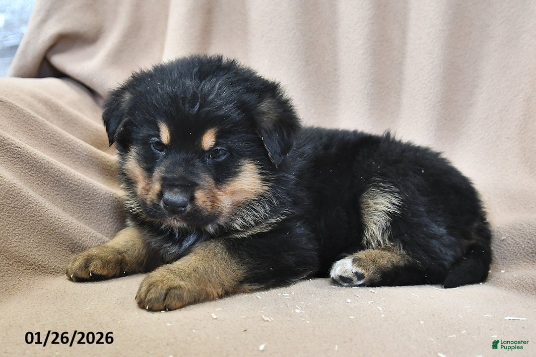 Mixed Breed dogs for sale: Cooper - Ad 2