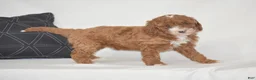 Miniature Poodle dogs for sale: Erika - Ad 3