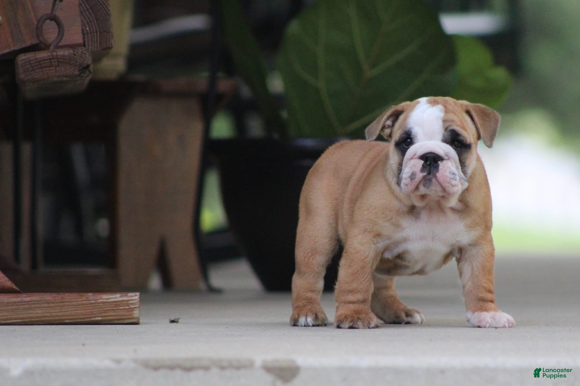 Angus Cattle Pumi Dog Cost Dogs And Puppies For Sale Near Me In Perth, Perth  And