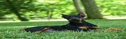 Doberman Pinscher dogs for sale: Lillie - Ad 3