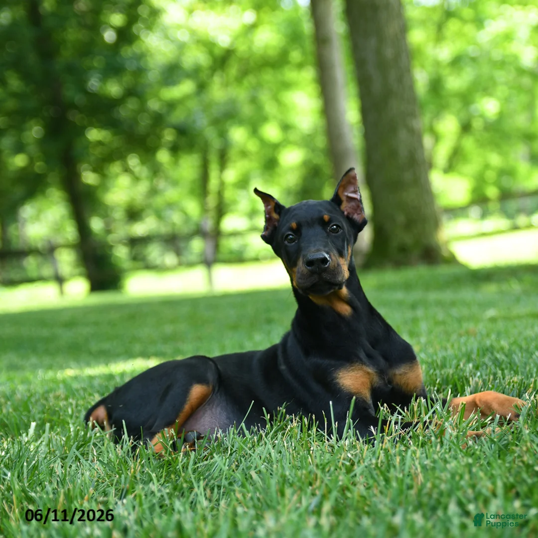 Doberman Pinscher dogs for sale: Lillie - Ad 3