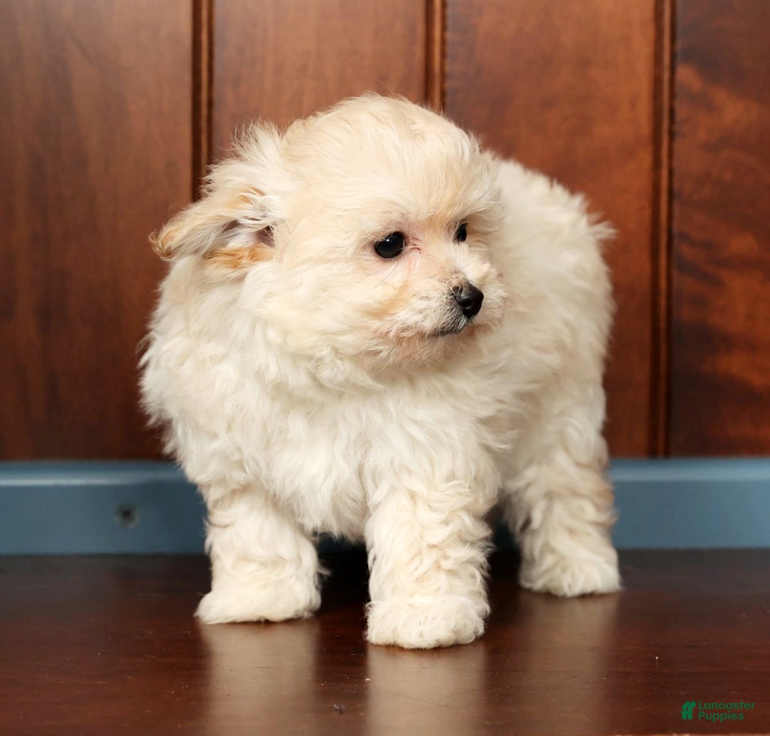 Pomapoo dogs for sale: Tammy - Ad 8