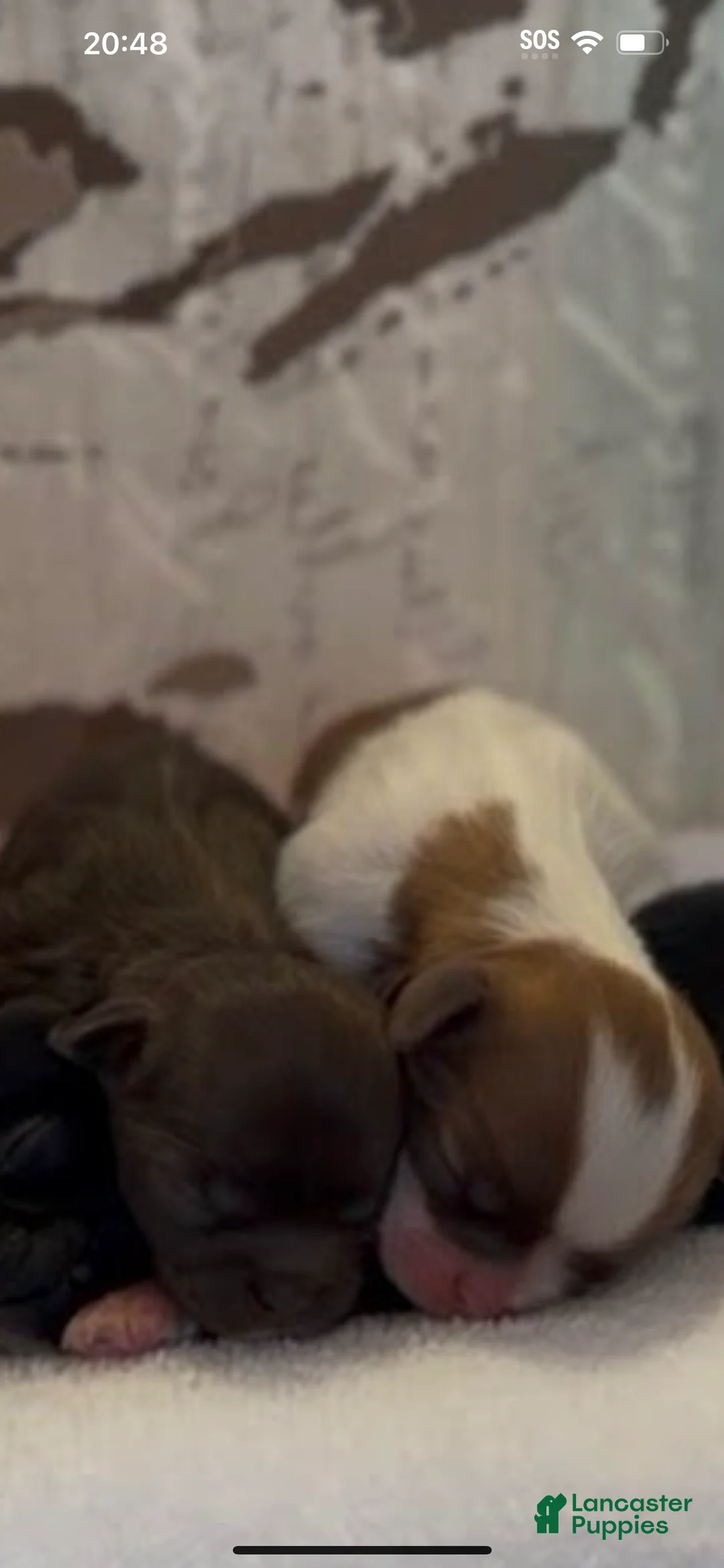 Shih Tzu dogs for sale: Shih Tzu (CUPPY) - Ad 4