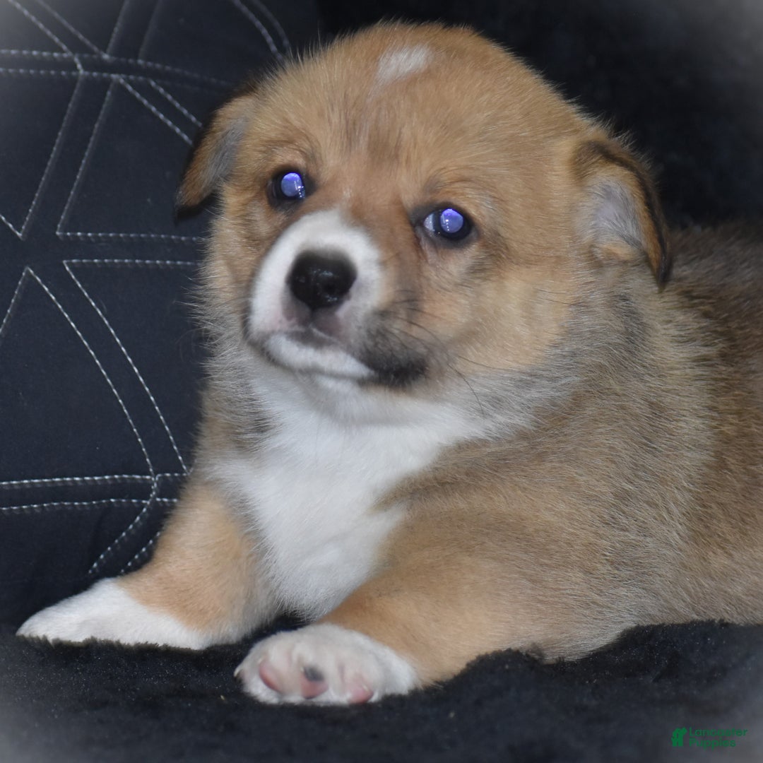 Welsh Corgi Pembroke dogs for sale: Milkyway - Ad 15