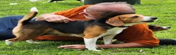 Beagle dogs for sale: Pinkie - Ad 5