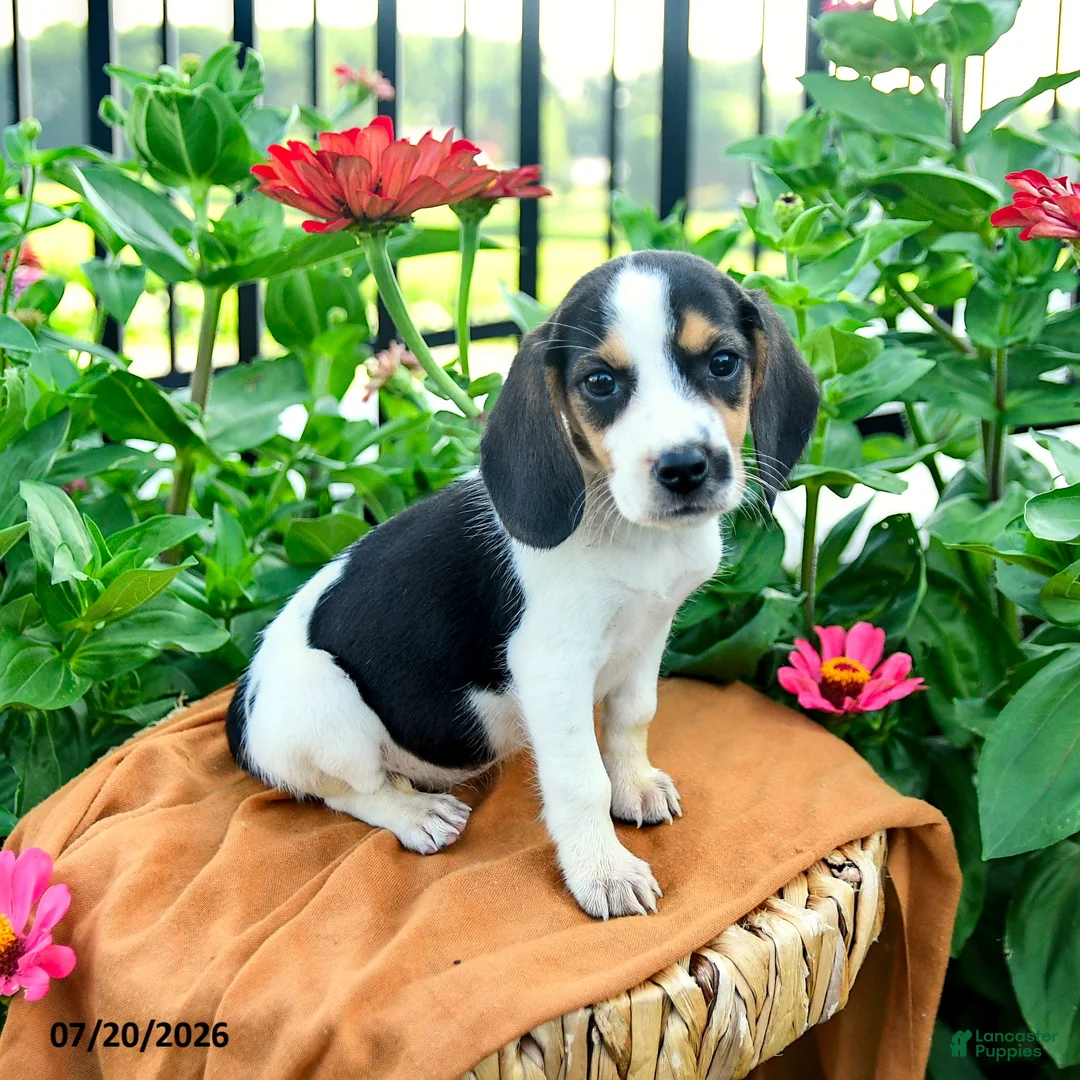 Beagle dogs for sale: Hannah - Ad 1