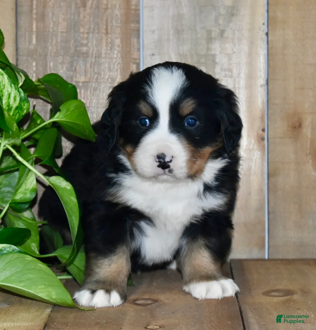 Bernese Mountain Dog dogs for sale: Max - Ad 3