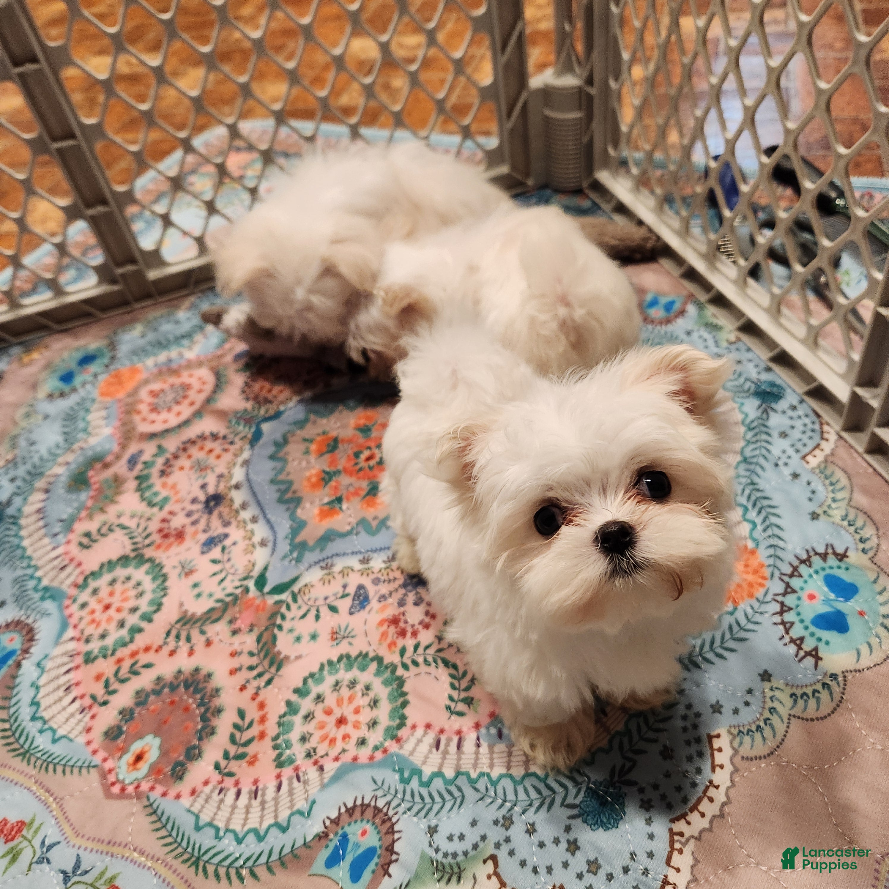 Maltese dogs Marshmellow - Ad 2
