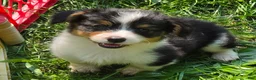 Welsh Corgi Pembroke dogs for sale: Muffin the fluffy - Ad 1