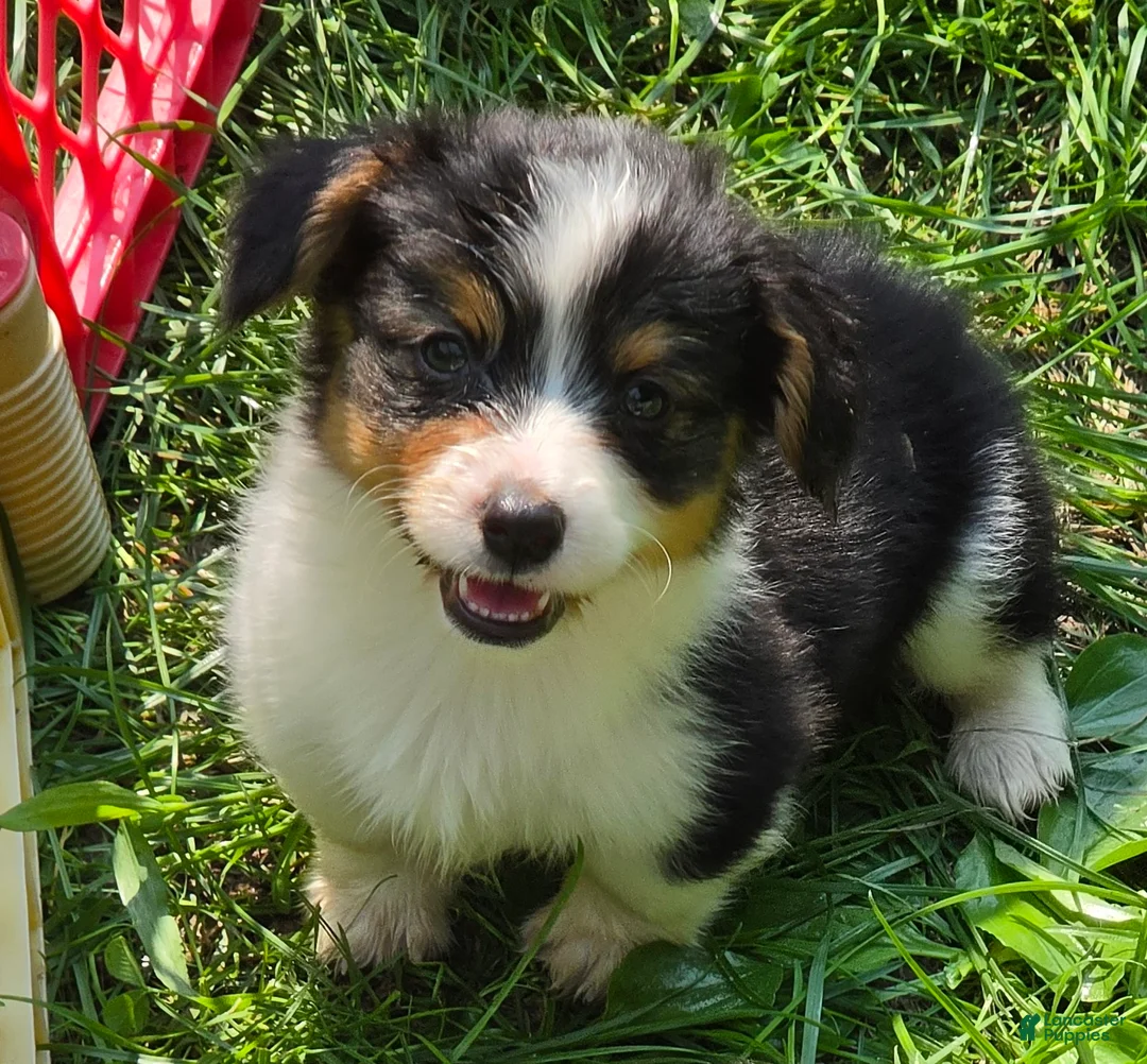 Welsh Corgi Pembroke dogs for sale: Muffin the fluffy - Ad 1