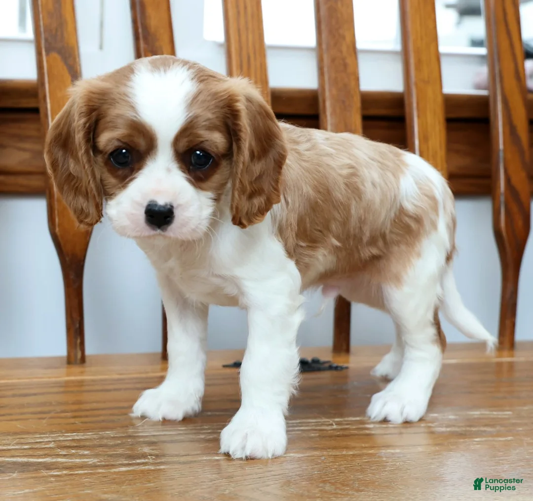 Cavalier King Charles Spaniel dogs for sale: Tommy - Ad 1