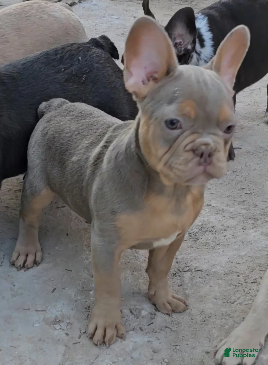 French Bulldog dogs for sale: French Bulldog Puppy 1 - Ad 4