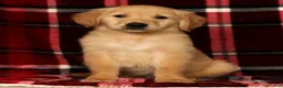 Golden Retriever dogs for sale: Rusty - Ad 3