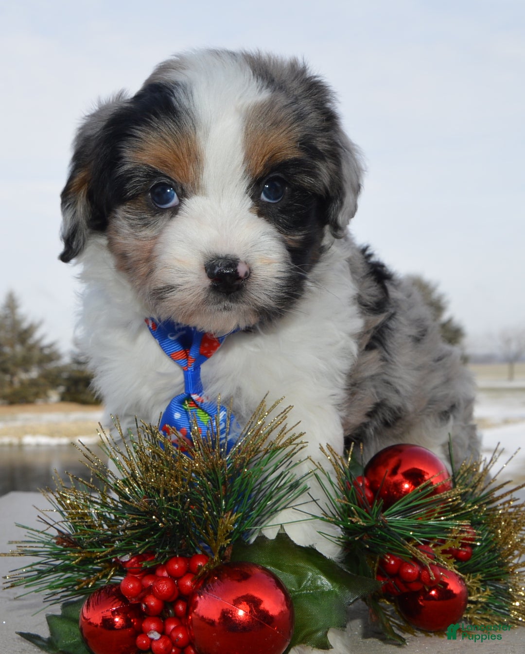 Mini Aussiedoodle dogs for sale: Toy Ace - Ad 11