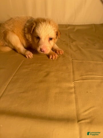 Border Collie dogs for sale: Golden Male  - Ad 1