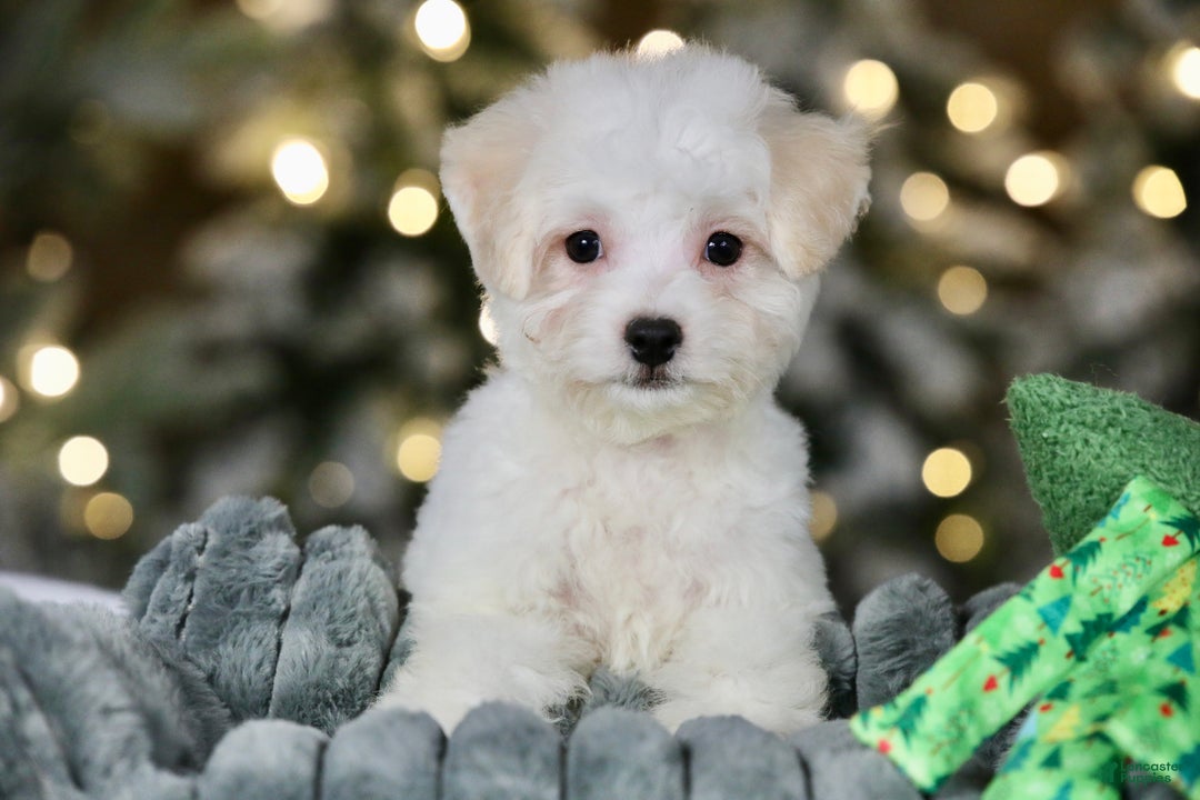 Teddy Bear dogs for sale: Dasher - Ad 3