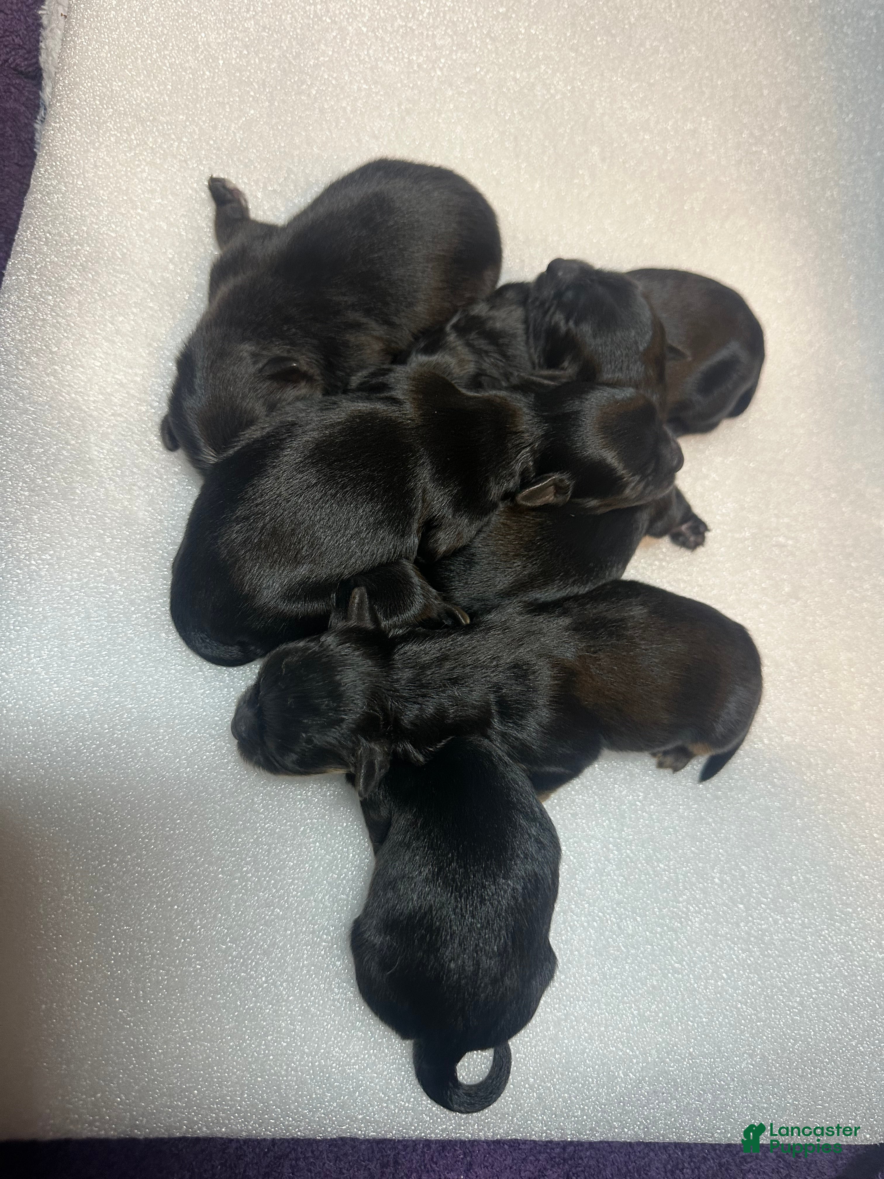 Mixed Breed dogs Duke - Ad 6