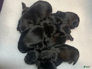 Mixed Breed dogs Duke - Ad 6