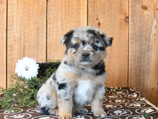 Mixed Breed dogs - Ad 21