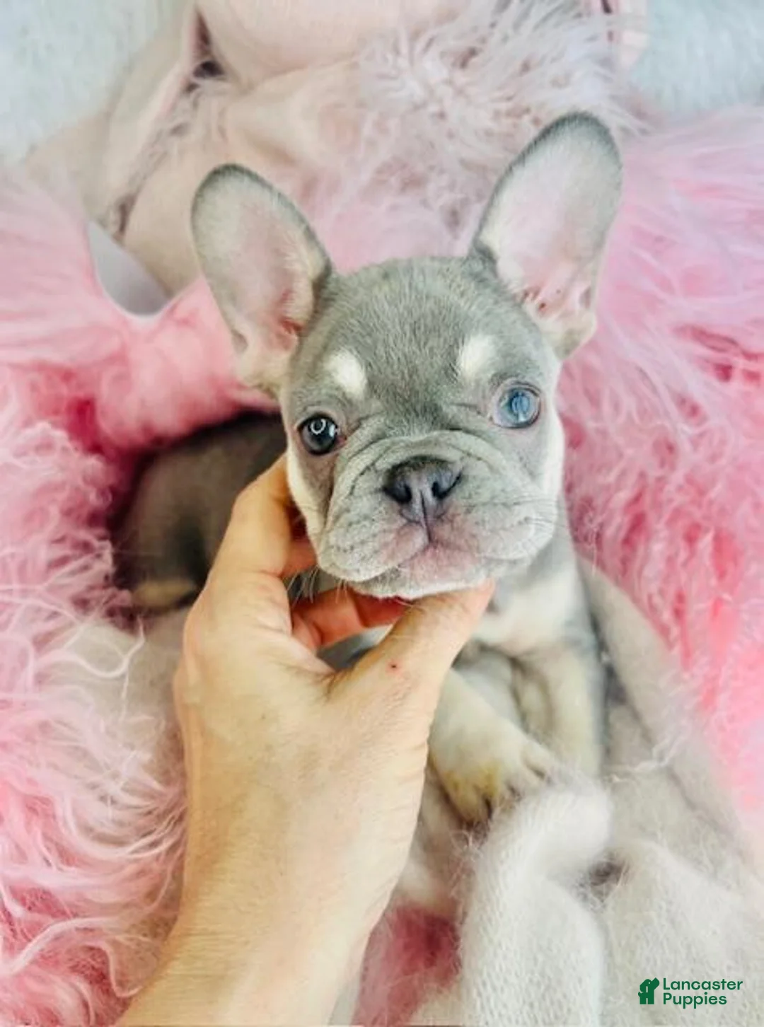 French Bulldog dogs for sale: French Bulldog Puppy 1 - Ad 1