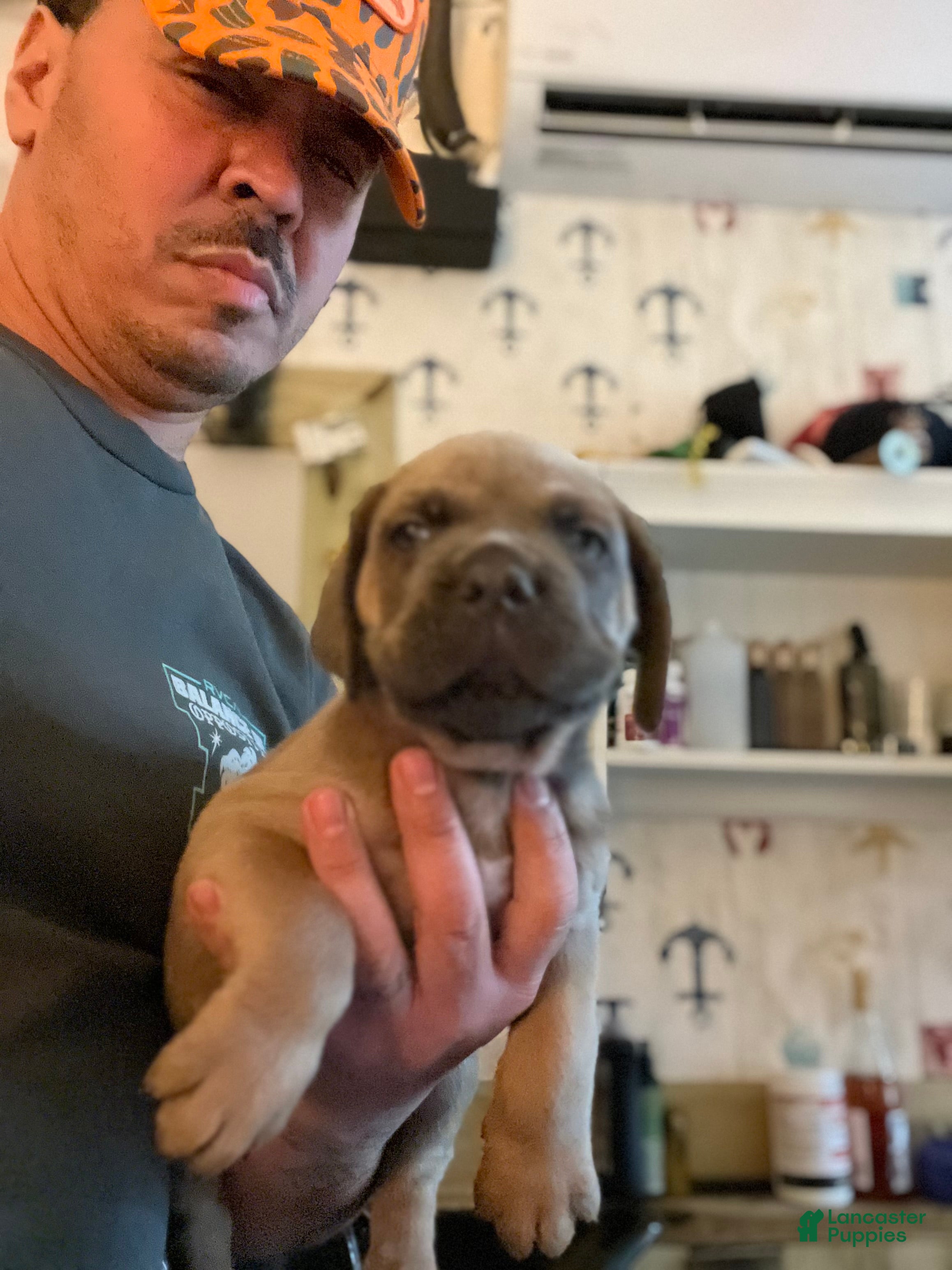 Cane Corso dogs Cane Corso Puppy 1 - Ad 40
