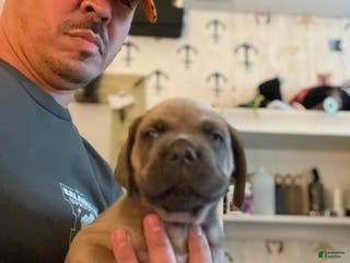 Cane Corso dogs Cane Corso Puppy 1 - Ad 33