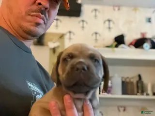Cane Corso dogs Cane Corso Puppy 1 - Ad 1