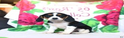 Beaglier dogs for sale: Fern - Ad 3