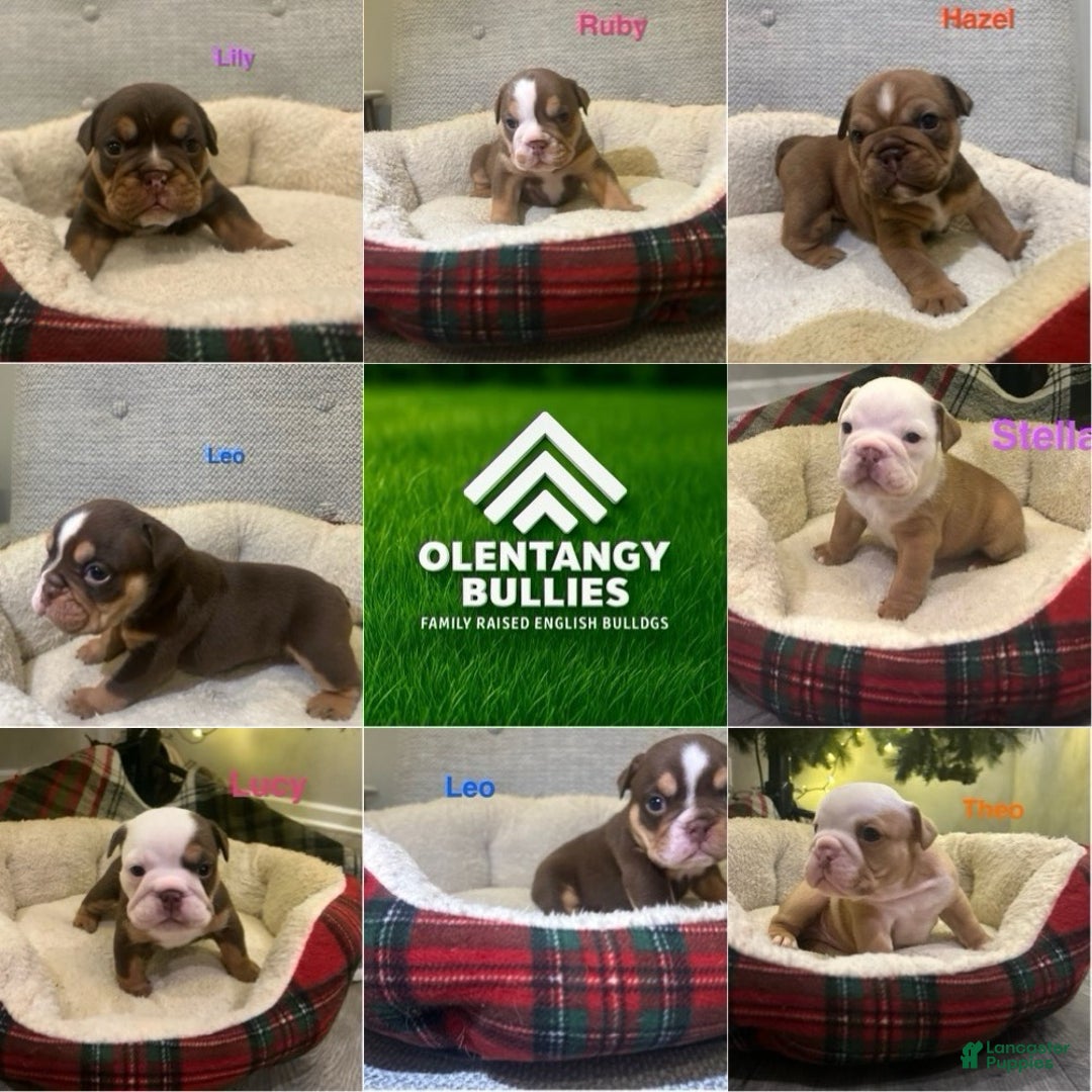 English Bulldog dogs for sale: Hazel - Ad 7