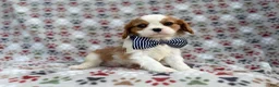 Cavalier King Charles Spaniel dogs for sale: Odie - Ad 3