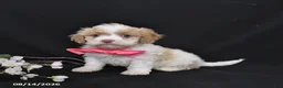 Cavapoo dogs for sale: Orchid - Ad 3