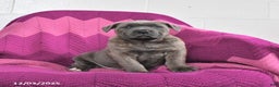 Cane Corso dogs for sale: River - Ad 2